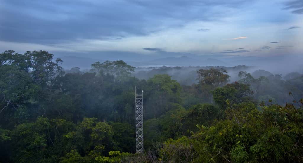 Carlos de la Rosa dirige la station biologique de La Selva au Costa Rica, dans une forêt tropicale humide de moyenne altitude où il a vu une abeille et un papillon boire les larmes d’un caïman. © Carlos de la Rosa
