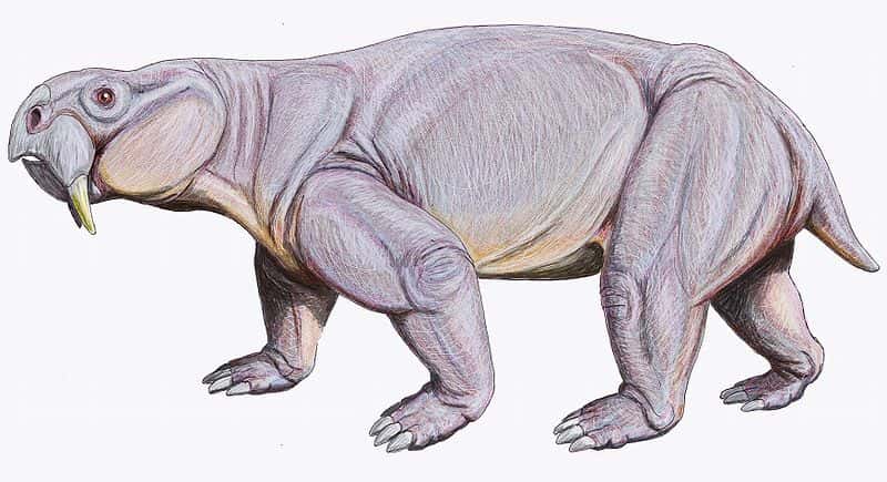Représentation artistique d'un <em>Dinodontosaurus turpior, </em>un reptile mammalien qui a vécu en Amérique du Sud au Trias. Ce mégaherbivore possédait un bec cornu ainsi que de longues canines supérieures. © Dmitry Bogdanov, Wikimedia Commons, cc by 3.0