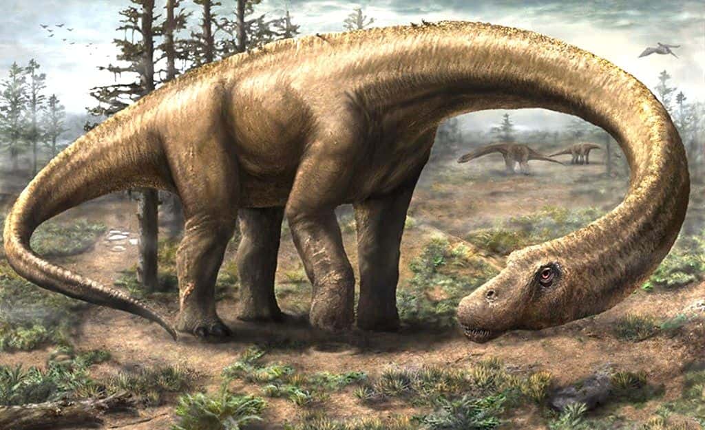 On ne possède pas encore d'exemplaire du crâne de <em>Dreadnoughtus schrani</em>, le titanosaure que l'on a retrouvé en Patagonie. Mais le grand nombre d'os que l'on connaît permet d'en faire cette reconstitution d'artiste, qui doit être assez fidèle. © Jennifer Hall