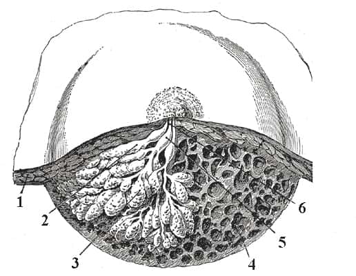 Le sein contient des glandes mammaires qui évoluent au cours de la vie de la femme. © <em>Gray's Anatomy</em>, Planche 1172, <em>Wikimedia Commons</em>, DP