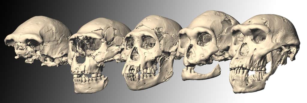 Ces crânes fossiles (ici des reconstitutions numériques) ont tous les cinq été découverts sur le site archéologique de Dmanisi, en Géorgie. Ils sont vieux de 1,8 million d'années et appartiendraient tous à des <em>Homo erectus</em>. Le dernier d'entre eux (à droite) a été mis au jour en 2005. Il s'agit de Skull 5, le plus complet d'entre tous. © M. Ponce de León et Ch. Zollikofer, Université de Zurich, Suisse