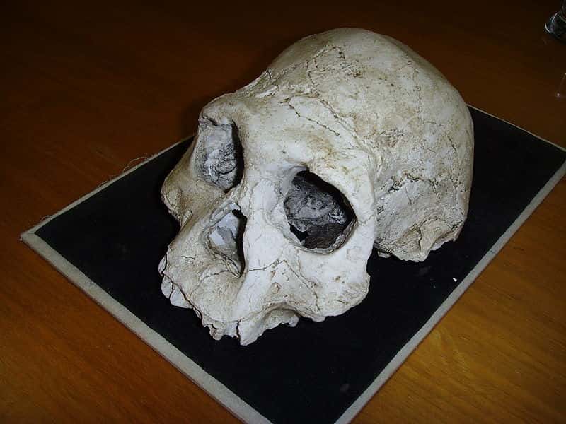 Ce crâne d'hominidés (ici une réplique) a été mis au jour à Dmanisi, un site archéologique se situant à 85 km de Tbilissi, la capitale de la Géorgie. Il appartient à une espèce dont l'existence reste débattue : <em>Homo georgicus</em>. © Gerbil, Wikimedia Commons, cc by sa 3.0