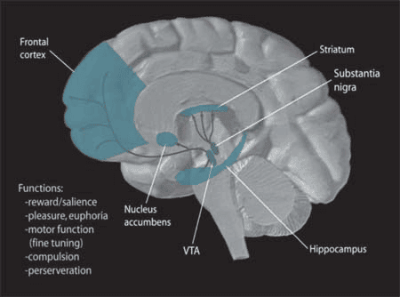 La dopamine est libérée dans plusieurs régions du cerveau (en bleu) comme le striatum. © NIH, Wikimedia Commons, DP