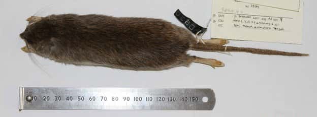 Le rat <em>Halmaheramys bokimekot </em>se caractérise également par la présence de trois paires de papilles mammaires sur son abdomen, tandis que le rat domestique (<em>Rattus norvegicus</em>) en possède six. © Pierre-Henri Fabre