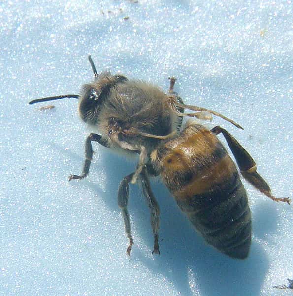 Les ailes des abeilles touchées par la maladie des ailes déformées ne se développent pas complètement. © Shawn Casa, Wikimedia Commons, cc by sa 3.0