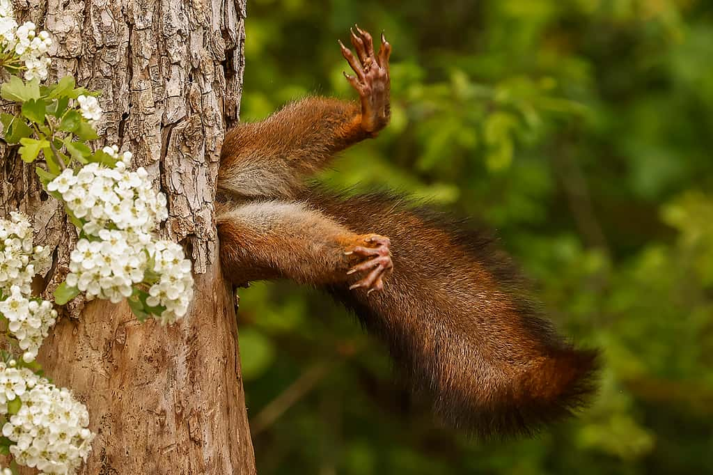 Écureuil, Réserve podere pantaleone, Italie. © Milko Marchetti, Nikon Comedy Wildlife