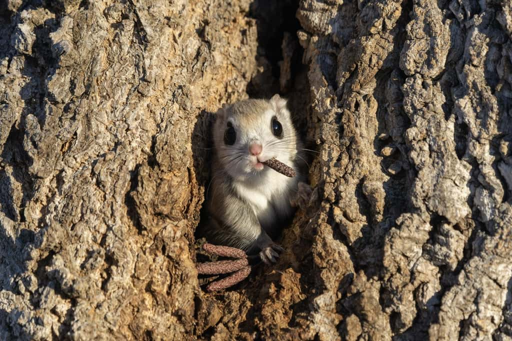 Ecureuil volant, Hokkaido, Japon. © Takashi Kubo, Nikon Comedy Wildlife