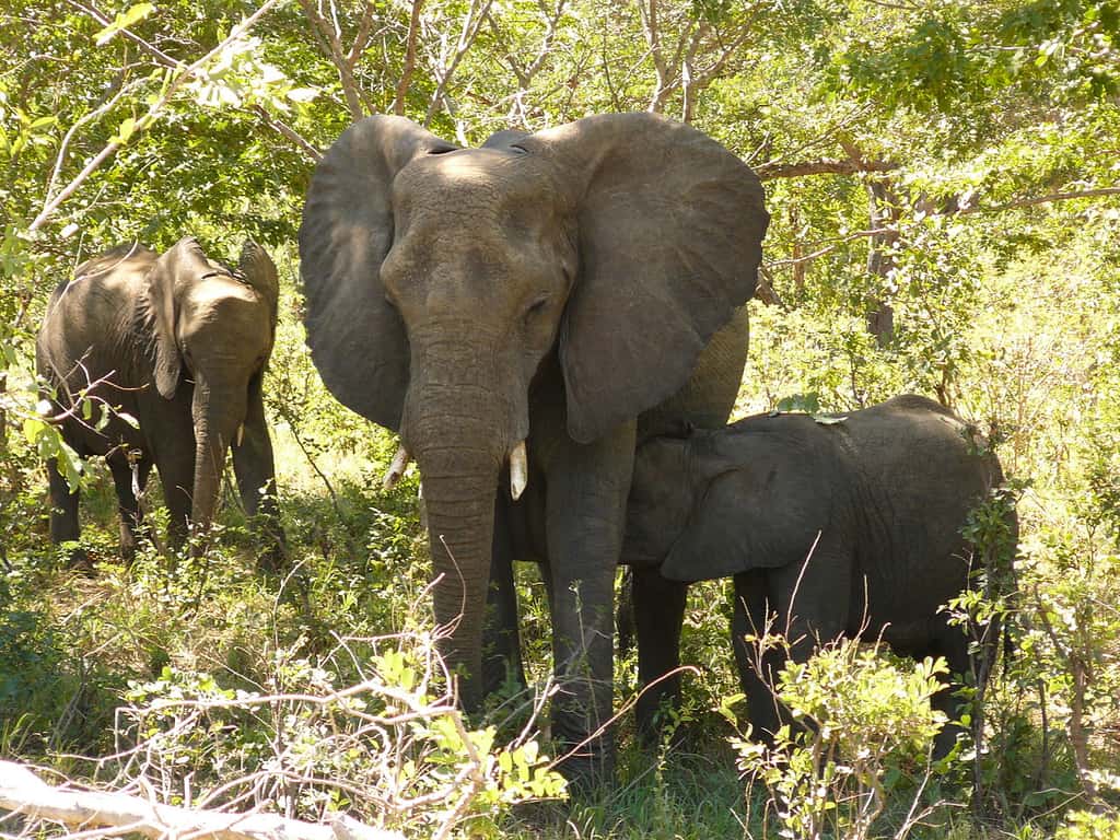 Les jeunes éléphants émettent des sons particuliers pour signifier qu’ils veulent téter ou pour protester ; ces sons spécifiques d’une classe d’âge aident aussi à estimer l’âge de l’individu. © Gorgo, Wikimedia Commons, DP 