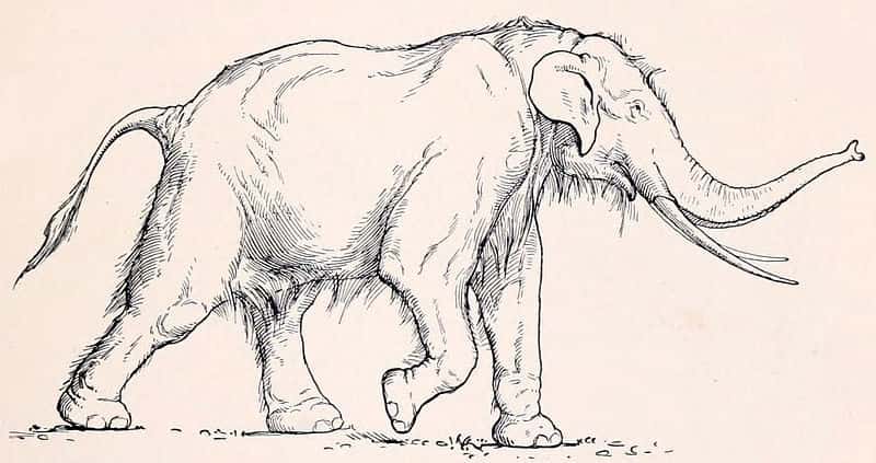 Les éléphants <em>Palaeoloxodon antiquus</em> ont disparu voilà 11.500 ans. Ils atteignaient 3,7 m de haut et possédaient une langue longue de 80 cm. Selon certains spécialistes, elle pouvait être projetée à courte distance pour saisir des végétaux. © H. Osborn, Wikimedia commons, DP