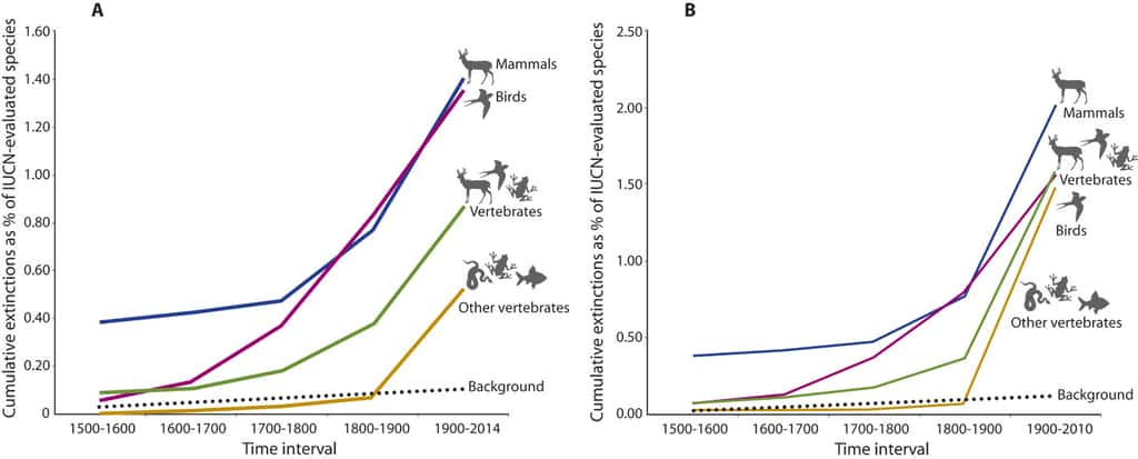 Le taux d'extinction cumulé d'espèces de vertébrés selon les données de l'UICN, en ne comptabilisant que la catégorie « espèce éteinte » à gauche, et en incluant les catégories « éteinte à l'état sauvage » et « certainement éteinte » à droite. Les courbes de couleurs indiquent les valeurs pour les mammifères (<em>Mammals</em>) et les oiseaux (<em>Birds</em>), les autres vertébrés (<em>Others vertebrates</em>), c'est-à-dire les poissons, les amphibiens et les reptiles, et l'ensemble des vertébrés (<em>Vertebrates</em>). La ligne pointillée donne le taux cumulé en période normale (<em>Background</em>). © Gerardo Ceballos <em>et al.</em>, <em>Sience Advances</em>, UICN