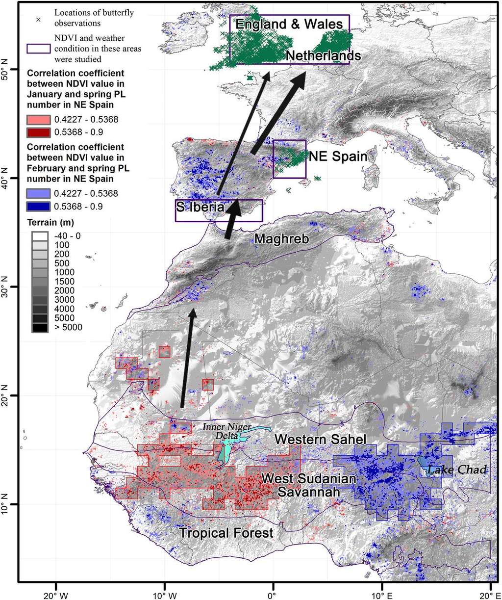 La carte de la migration des belles-dames. Les zones encadrées en violet sont celles étudiés par les scientifiques. © Gao Hu et <em>al. PNAS</em>
