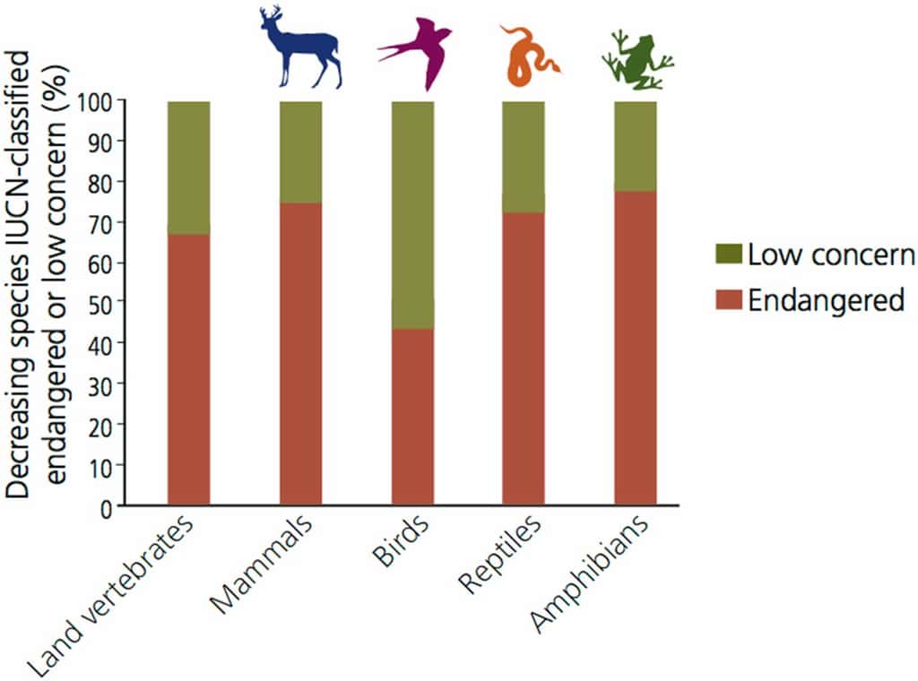 Le pourcentage d’espèces en déclin classées par l’UICN comme « en voie de disparition », <em>endangered</em>, (y compris « en danger critique d’extinction », « en voie de disparition », « vulnérable » et « proche menacé ») ou de « faibles préoccupations » (<em>low concern</em>) chez les vertébrés terrestres. Ce chiffre souligne que même des espèces qui n’ont pas encore été classées comme en voie d’extinction (environ 30 % dans le cas de tous les vertébrés) sont en déclin. Cette situation est plus critique encore pour les oiseaux, dont près de 55 % des espèces en baisse sont toujours classées dans la catégorie « peu préoccupantes ». © <em>Pnas</em>