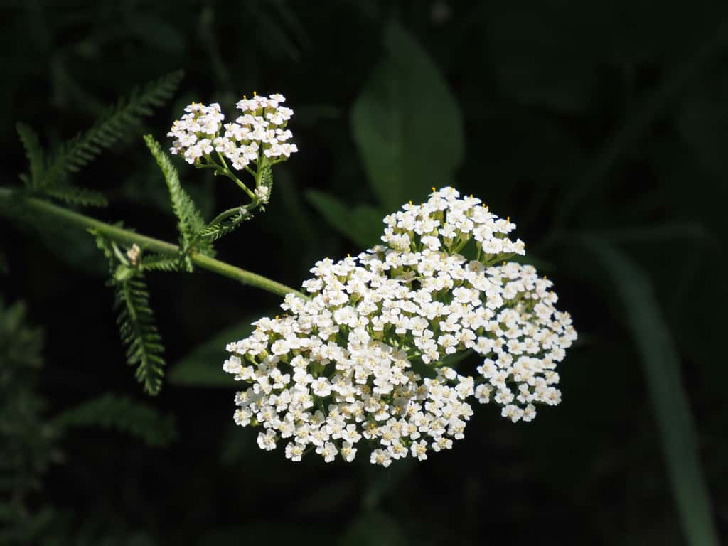 Tant au jardin qu'en décoration, les achillées sont des fleurs idéales !  © Yuri Antonenko, Unsplash