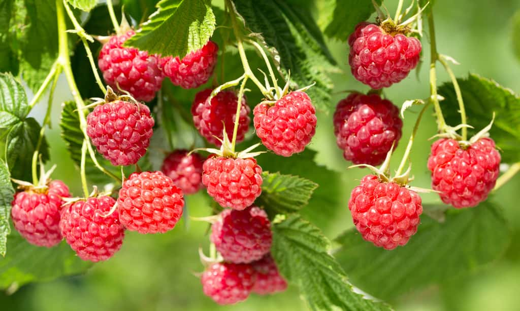 La savoureuse et charnue framboise, reine des fruits d'été ! © Nitr, Adobe Stock