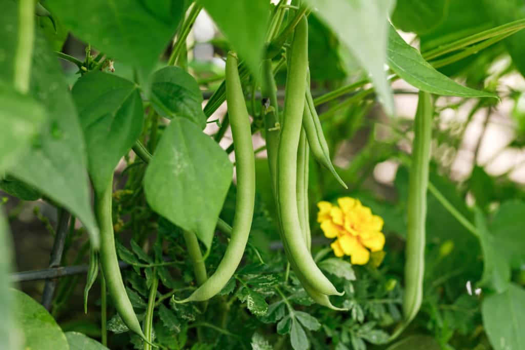 Le haricot vert, légume d'été consommé toute l'année ! © eurobanks, Adobe Stock