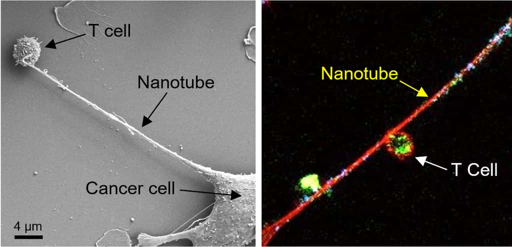Le long nanotube entre le lymphocyte T et la cellule cancéreuse. À droite, une image au microscope confocal où les mitochondries sont représentées par les points verts dans le nanotube. © <em>Nature Nanotechnology</em>