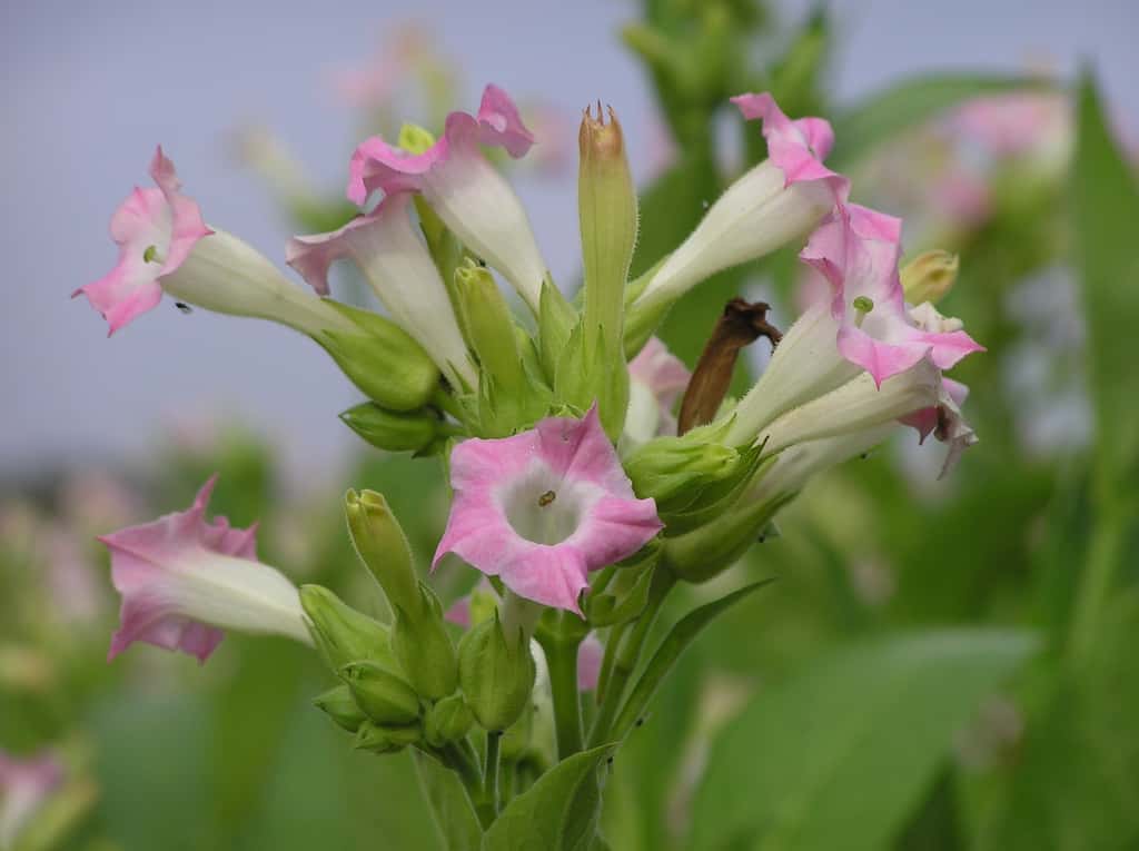 Fleurs de Nicotiana tabacum. Photo Jom. © Wikimedia Commons, domaine public.