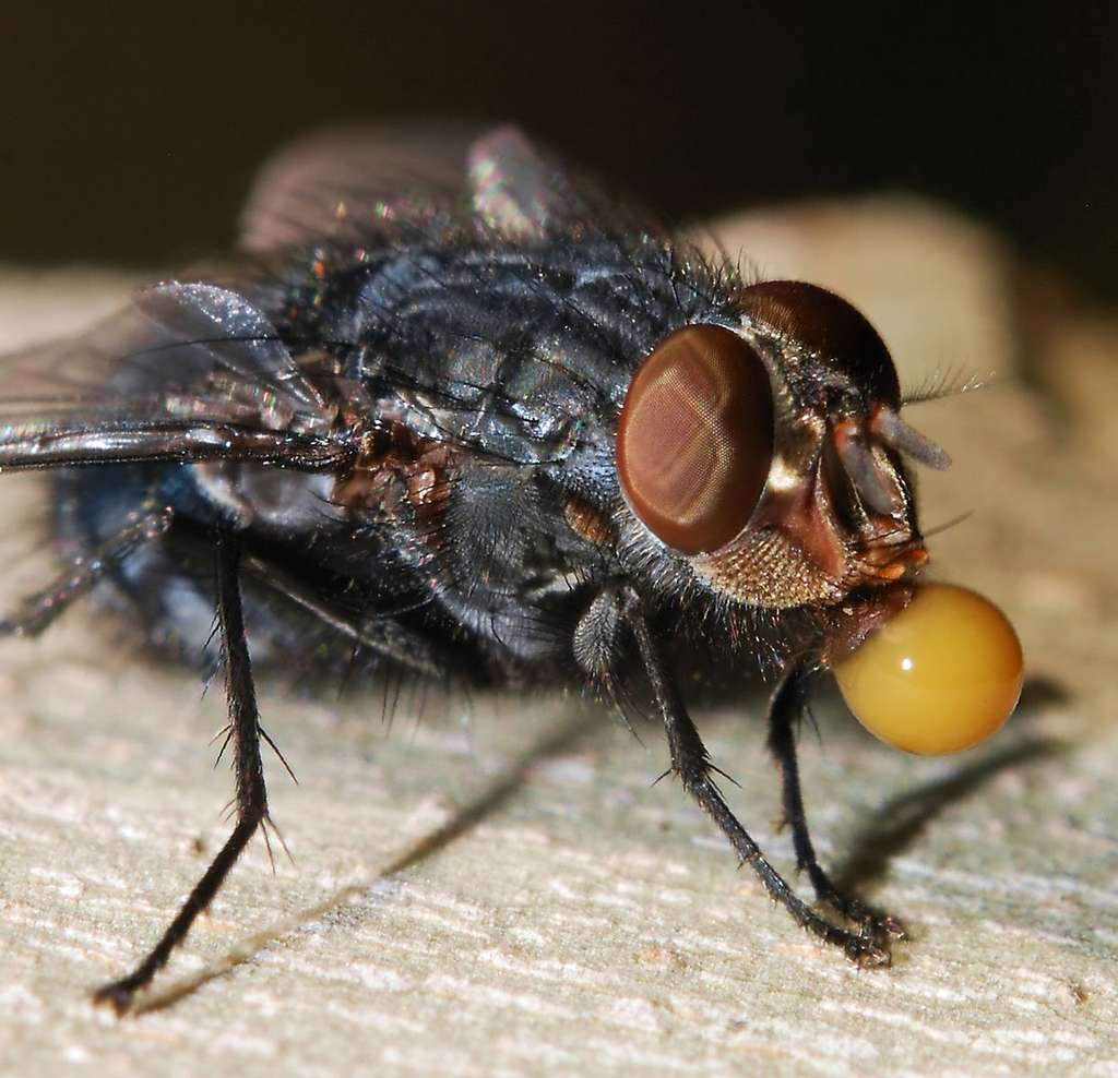 Une mouche (Calliphora vicina) produit une goutte de vomi. © Wikimedia, CC BY-SA