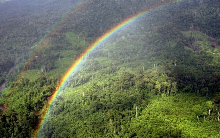 Avec le réchauffement climatique, les forêts tropicales pourraient relâcher du carbone plutôt que de le stocker. © AFP archives