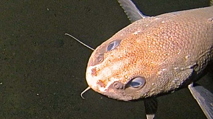 Un poisson de la famille des Ophiidés, long de 60 à 70 cm, se promène par 6.000 m de fond dans la fosse des Mariannes. © OceanLab/Université d'Aberdeen