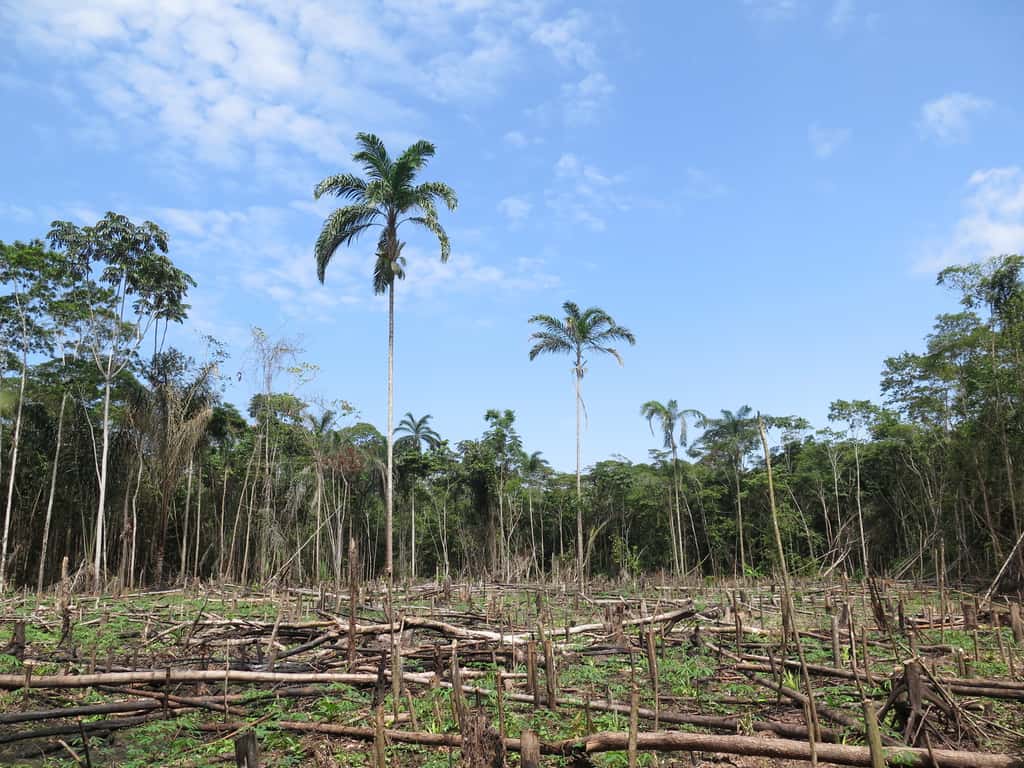 Autre responsable des pertes record des surfaces boisées en 2016 : la déforestation. © TravelStrategy, fotolia