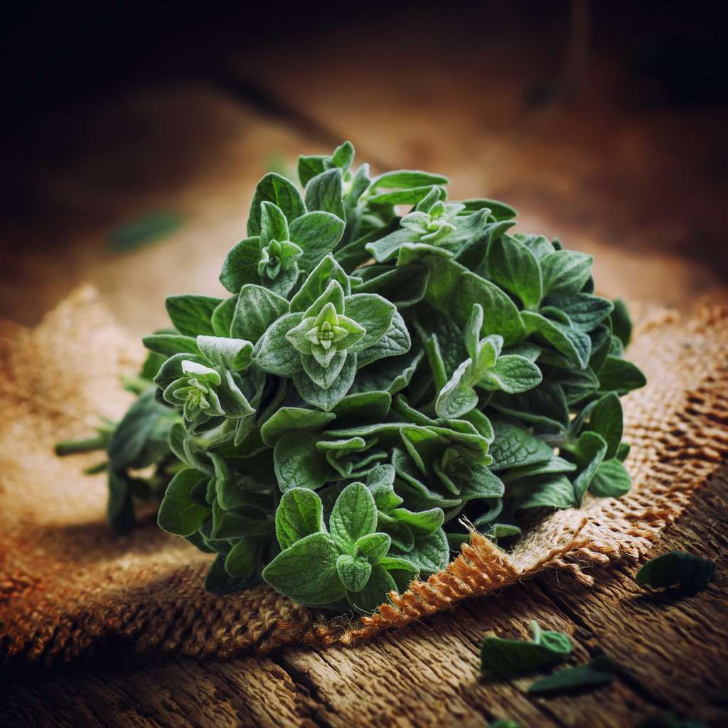 L'origan, une plante aromatique qui possède des propriétés médicinales. © 5ph, Fotolia 