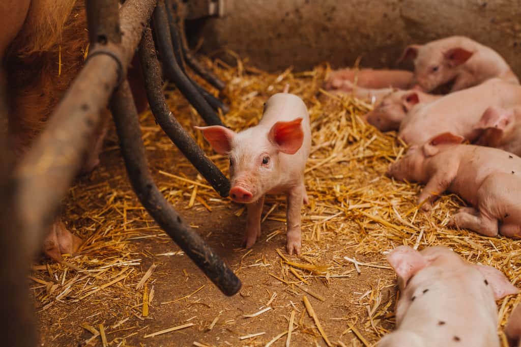 Les cochons ont été choisis pour cette expérience car ils possèdent un système digestif relativement proche du nôtre. © volf anders, Fotolia