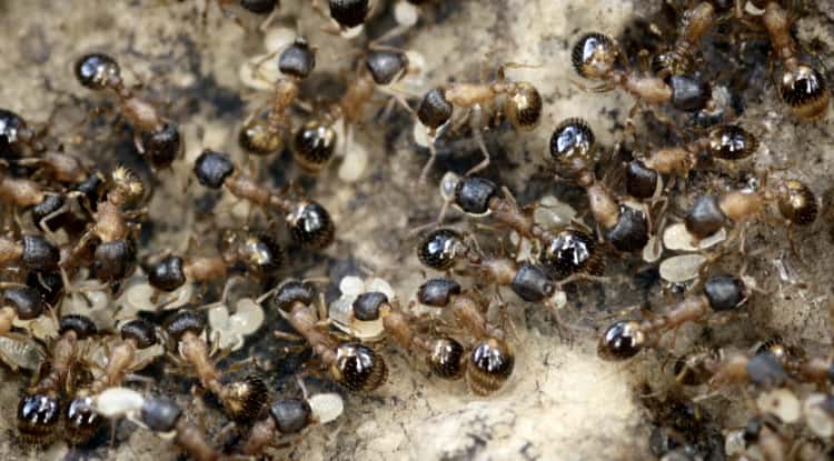 Des fourmis Temnothorax rugatulus en plein travail. Mais à y regarder de plus près, beaucoup ne font que se promener. © Daniel Charbonneau