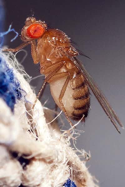 La mouche des fruits utilisée par les chercheurs a la taille d’une tête d’épingle. © Adam Chamness, Flickr, cc by sa 2.0