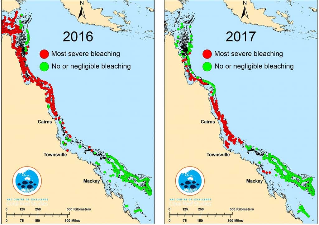 Les deux-tiers de la Grande Barrière de Corail ont été touchés lors des épisodes de blanchiment de 2016 et 2017. © ARC <em>Centre of Excellence for Coral Reef Studies</em>