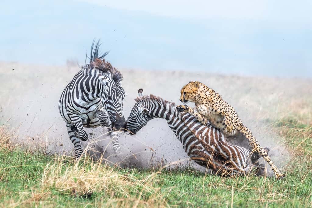 Guépard attaquant un jeune zèbre, sa mère tentant de le protéger. © Alex Brackx