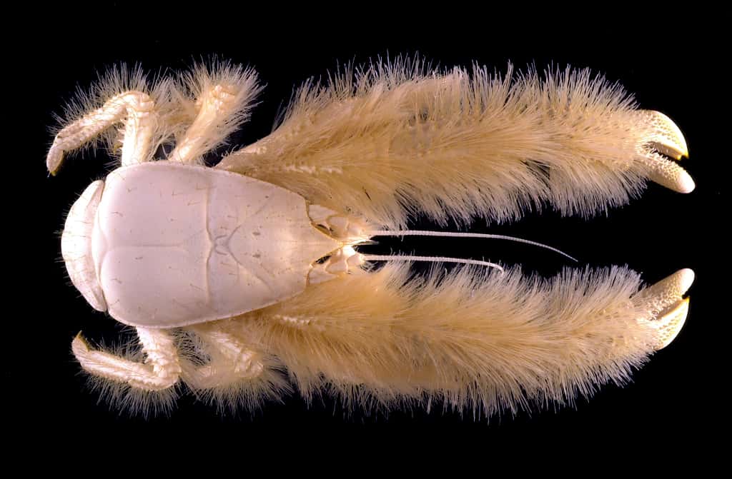 Des colonies de bactéries vivent dans les poils couvrant les pattes de la galathée yéti (<em>Kiwa hirsuta</em>), un crustacé qui réside près des sources hydrothermales. © Ifremer