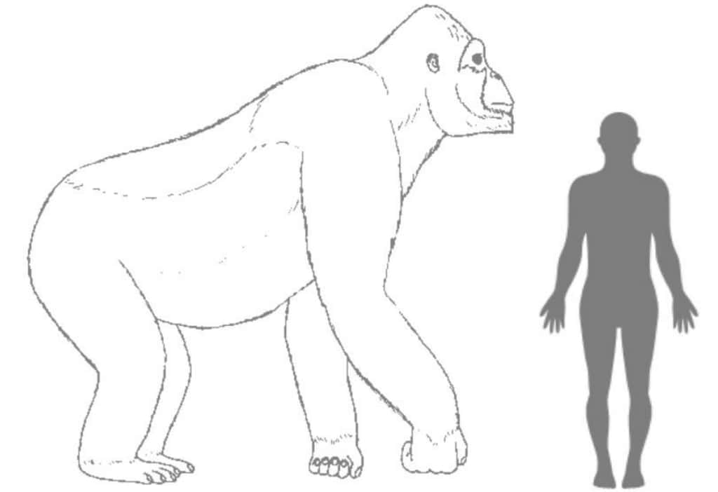 Comparaison schématique entre la taille du gigantopithèque et celle d'un humain. L'aspect de l'animal, en revanche, n'est pas connu. On sait seulement que les dents et les quelques os retrouvés le rapprochent des orangs-outangs. © Hervé Bocherens
