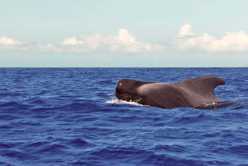 Au large d'Hawaï, les baleines pilotes (<em>Globicephala macrorhynchus</em>) apprécient plonger entre 500 et 2.500 m de profondeur dans les eaux du Pacifique. Les adultes mesurent cinq à sept mètres de long, pour un poids pouvant atteindre quatre tonnes. © Chris Vees, Flickr, cc by nc nd 2.0