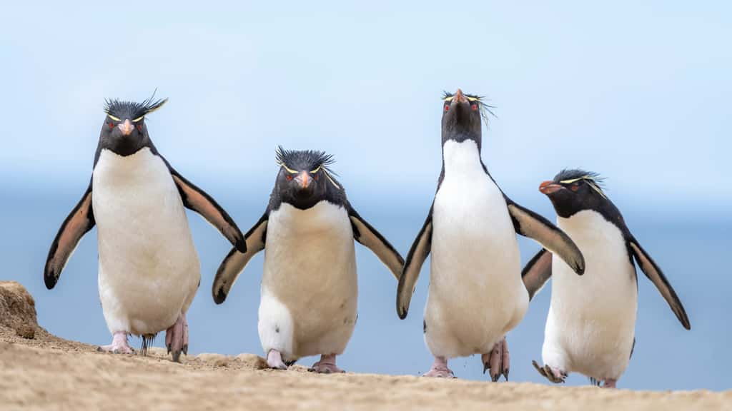 Gorfous sauteurs, Île Pebble, Malouines. © Ralph Robinson, Nikon Comedy Wildlife