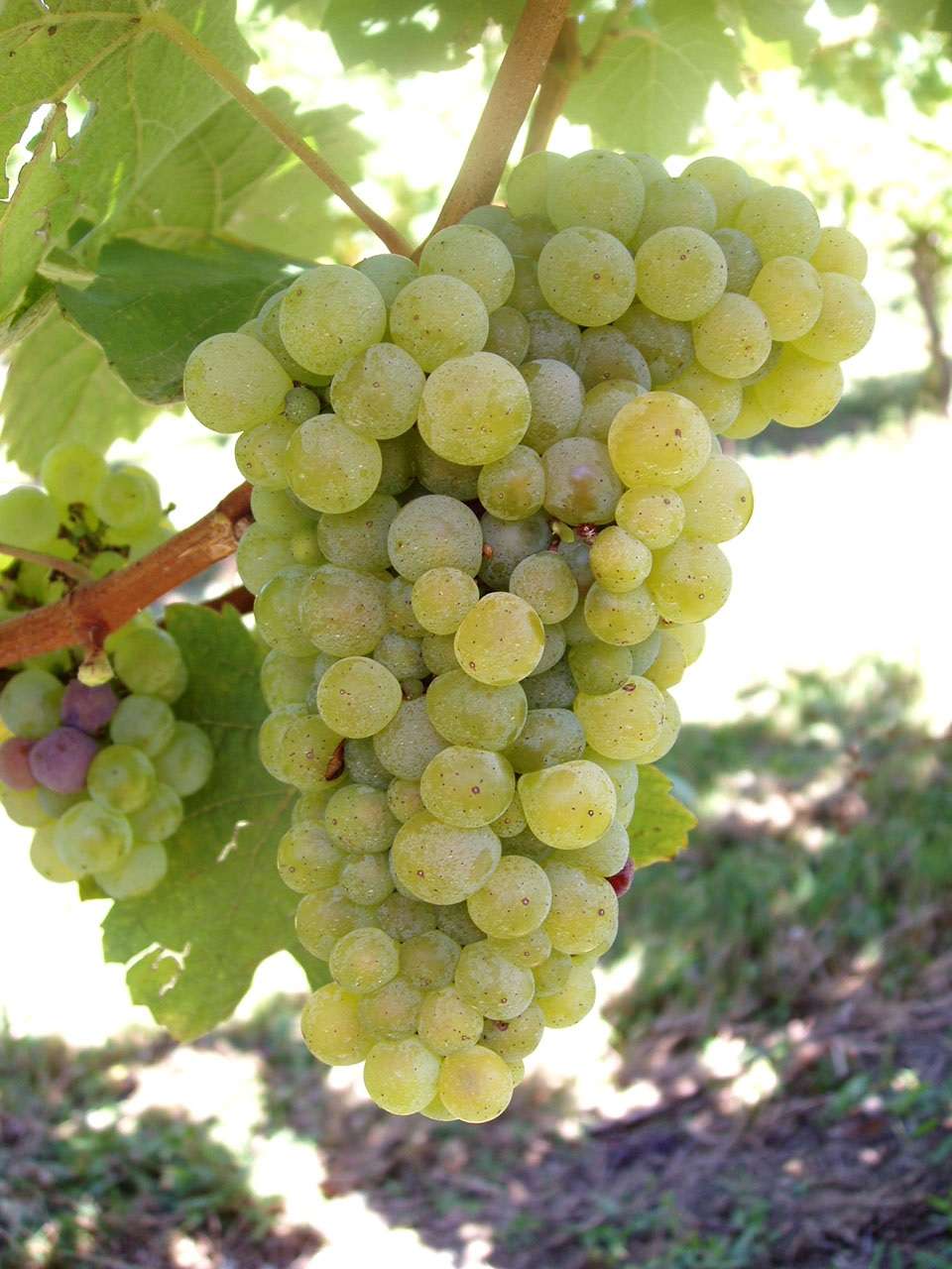 Variété de raisin 'folle blanche', cépage de l'ouest de la France utilisé pour la distillation du Cognac et de l'Armagnac. Inrap. © IFV Sud-Ouest
