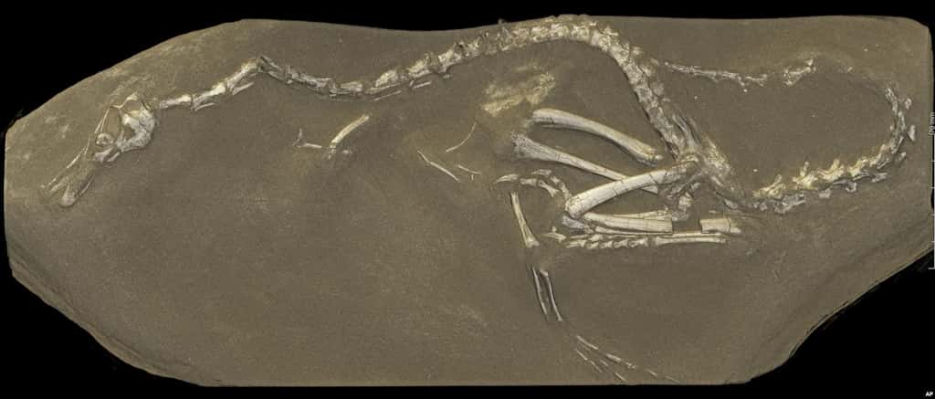 Une image de synthèse en 3D des restes fossilisés d'<em>Halszkaraptor escuilliei</em> calculé à partir des données prises à l'ESRF. © ESRF, Paul Tafforeau