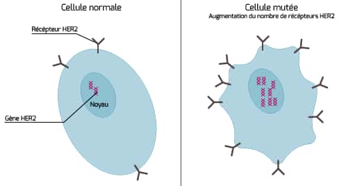 Une cellule normale comparée à une cellule cancéreuse où le nombre de récepteurs HER2 augmente. © Institut national du cancer
