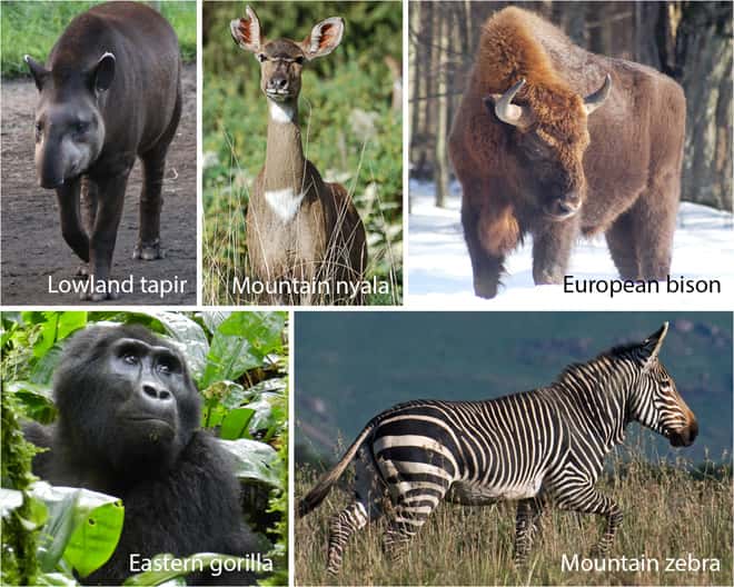 Portrait de grands herbivores en danger, de haut en bas et de gauche à droite : le tapir du Brésil (<em>Tapirus terrestris</em>), le nyala des montagnes (<em>Tragelaphus buxtoni</em>), le bison européen (<em>Bison bonasus</em>), le gorille de l'est (<em>Gorilla beringei</em>), le zèbre des montagnes (<em>Equus zebra</em>). © Dans l'ordre : T. Newsome, H. Hrabar, G. Kerley, P. Stoel, H. Hrabar