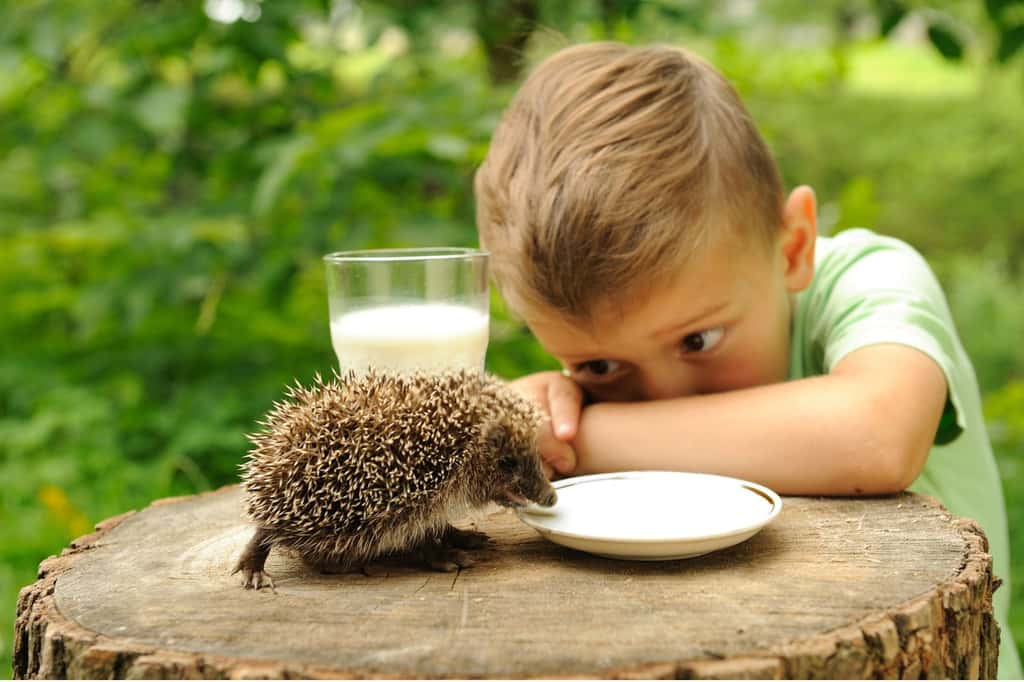 Découvrez comment s’appelle le bébé du hérisson et d'autres faits fascinants le concernant. © HAndrii, iStock