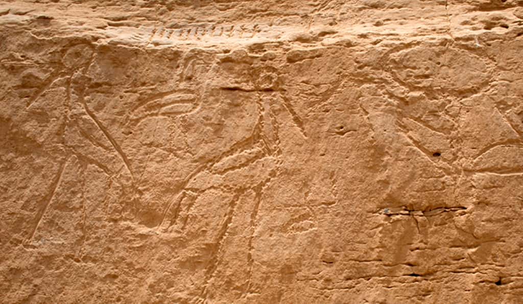 Gros plan sur les hiéroglyphes géants de Nekheb. © <em>Yale University</em>