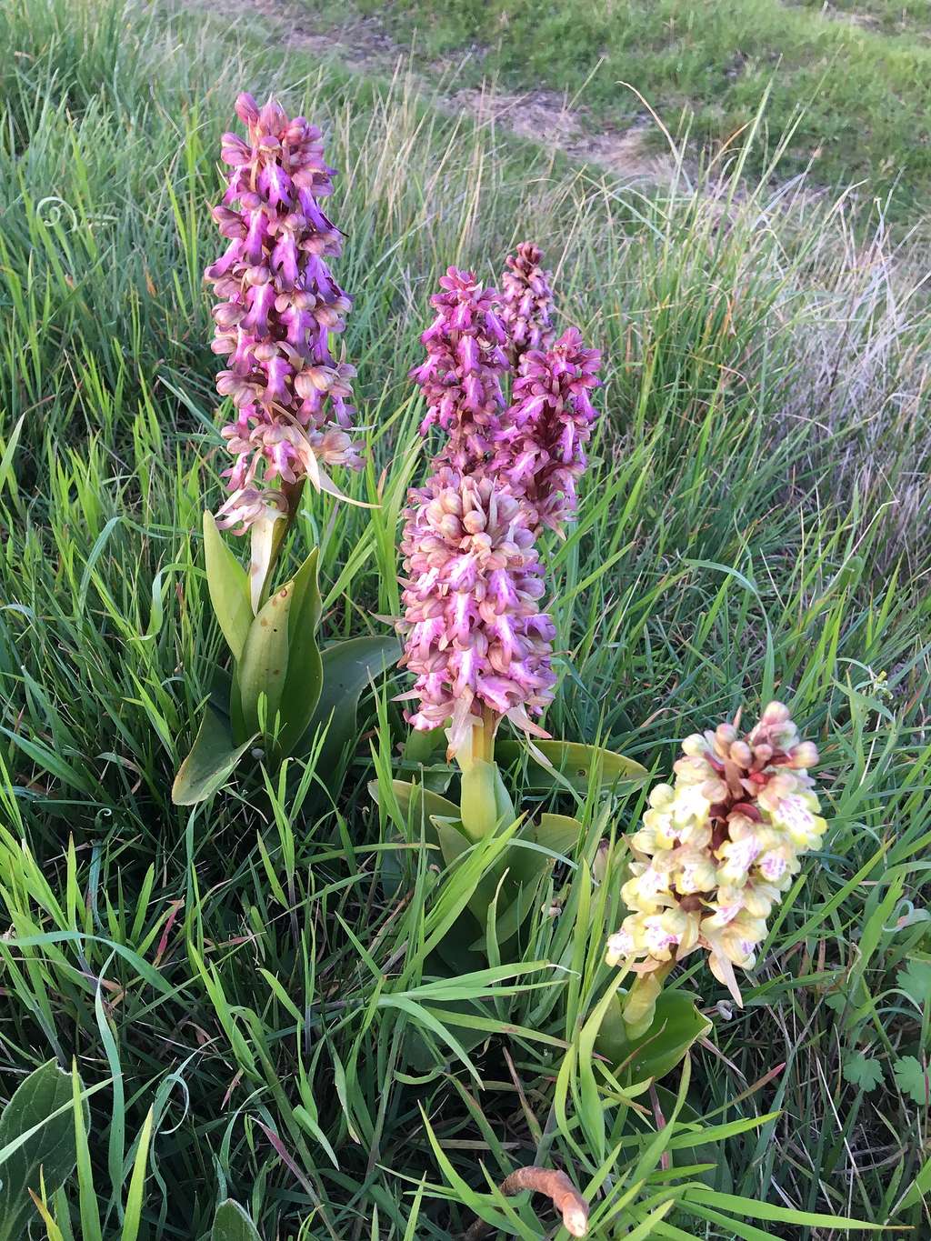 Bien différente des espèces vendue en jardinerie, l'orchidée <em>Himantoglossum robertianum,</em> est une plante vigoureuse et robuste qui ne dépasse pas 50 cm habituellement.<em> </em>© RuB (Ruddy Bénézet), <em>Wikimedia Commons</em>, CC by-sa 4.0