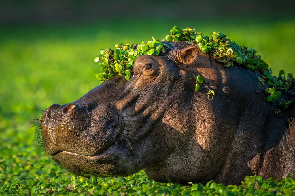 Hippopotame, Parc national de Mana Pools, Zimbabwe. © Artur Stankiewicz, Nikon Comedy Wildlife