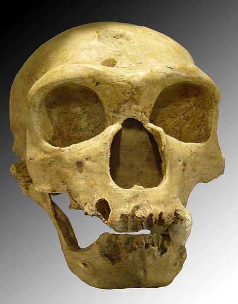 Voici le crâne d’<em>Homo neanderthalensis </em>extrait de la grotte Bouffia Bonneval en 1908. Il appartenait à un vieillard dont plusieurs éléments ostéologiques suggèrent qu’il avait du mal à se déplacer sans aide. © Luna04, Wikimedia Commons, cc by 3.0