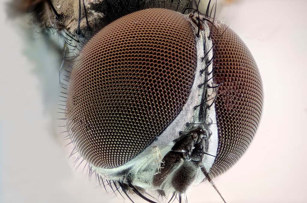 Les énormes yeux de la mouche domestique sont facettés. On dit qu'ils sont composites. © Fedaro, Wikimedia Commons