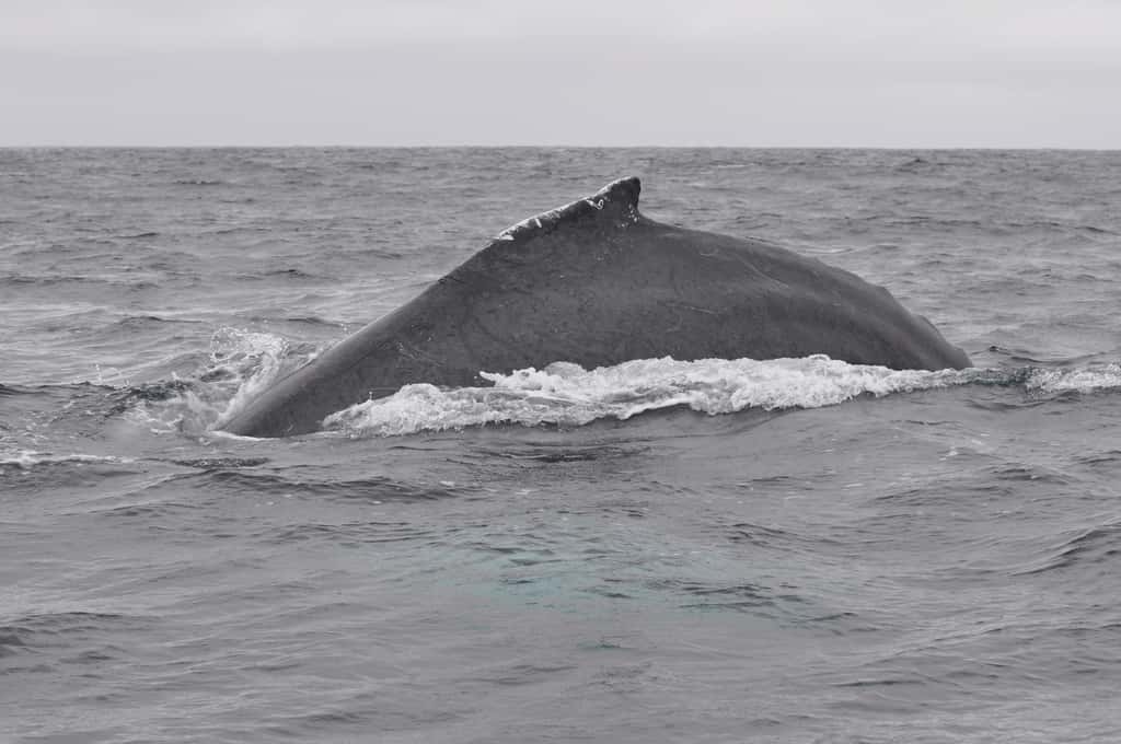 C'est une boule de graisse à la base de sa nageoire dorsale qui donne son nom à la baleine à bosse. © Azurfrog, Wikimedia