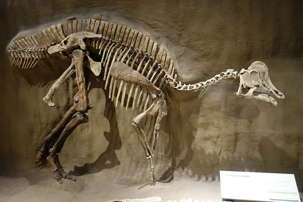 Une reconstitution du squelette d'un <em>Hypacrosaurus altispinus</em> (à ne pas confondre avec <em>Hypacrosaurus stebingeri)</em>, incorporant à la fois des os et des moulages, présentée au <em>Royal Tyrrell Museum</em>, Alberta. © CC by-sa 4.0, Etemenanki3 