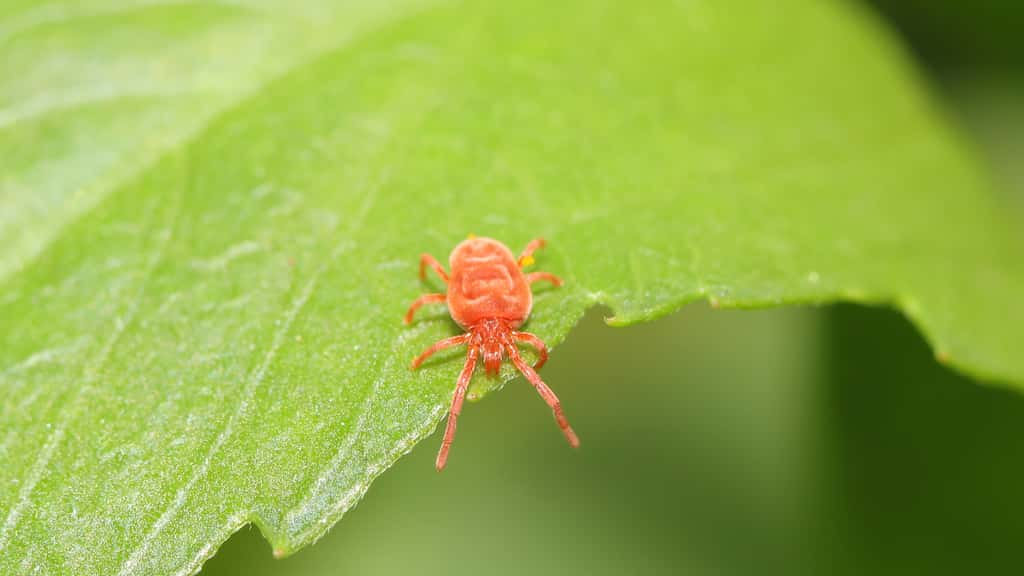 Un aoûtat adulte en pleine nature. © IVÁN VIEITO GARCÍA, Adobe Stock