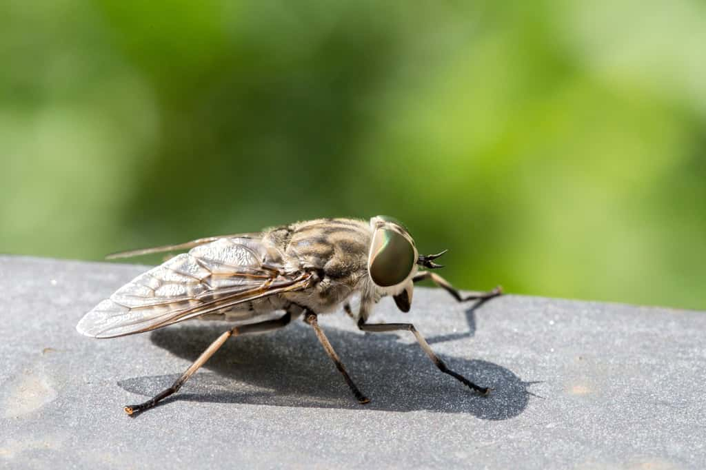 L'imposant taon, grosse mouche qui pique ! © mattiaath, Adobe Stock