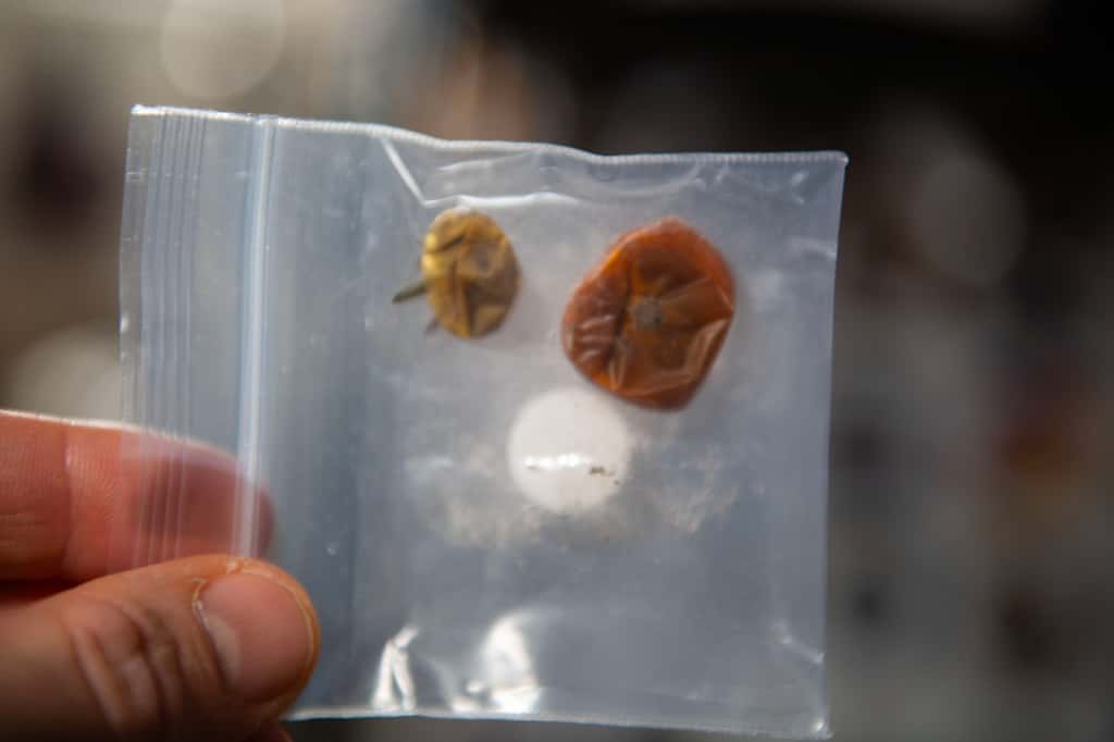 Les deux tomates retrouvées huit mois après leur « disparition ». Ces tomates ont été cultivées à bord de l'ISS afin de tester différentes techniques hydroponiques et aéroponiques pour les cultiver sans sol ni autre milieu de croissance. © Nasa